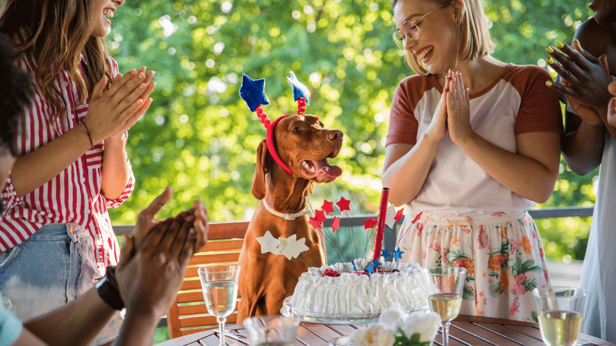 Dog birthday Celebration Party Phuket